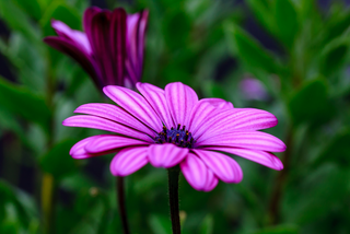 Pink osteospermum flower